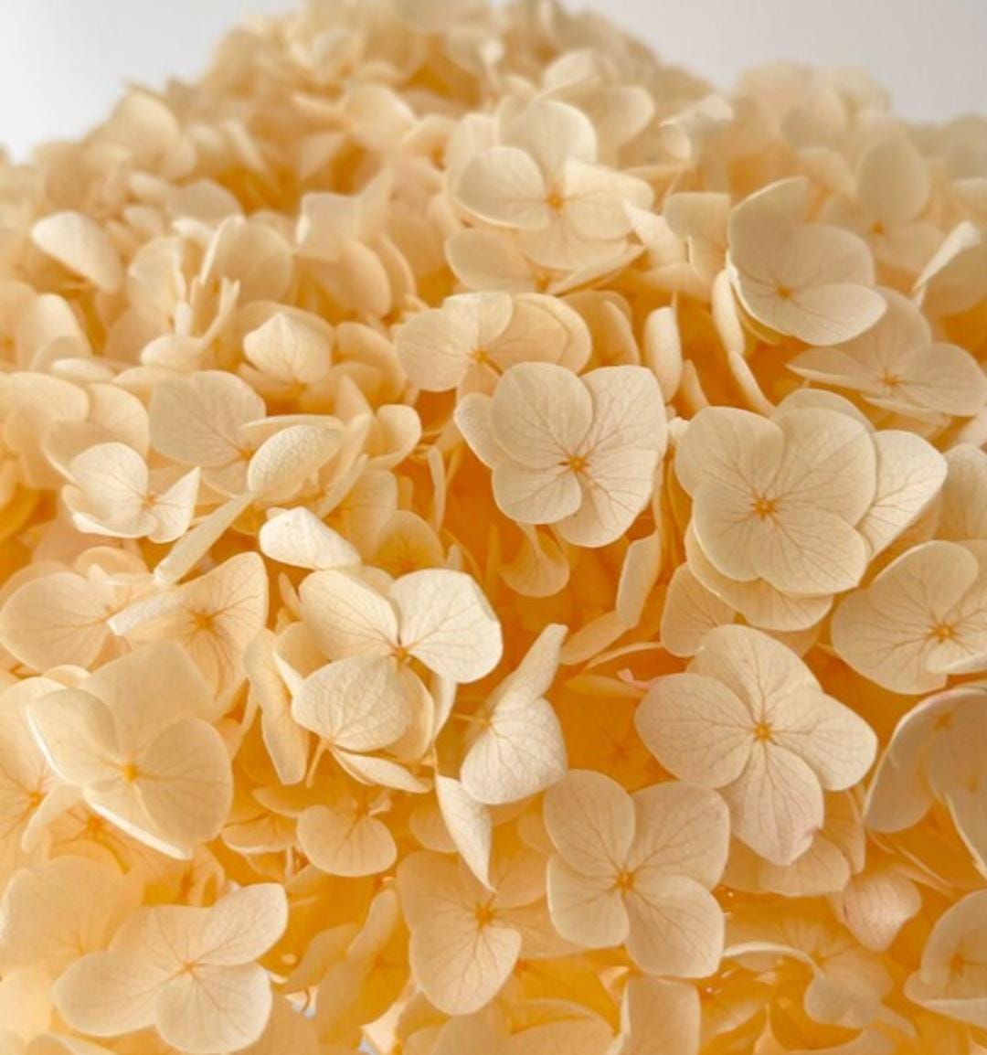 WhatsApp Image 2025-02-06 at 1.51.56 PM (1)