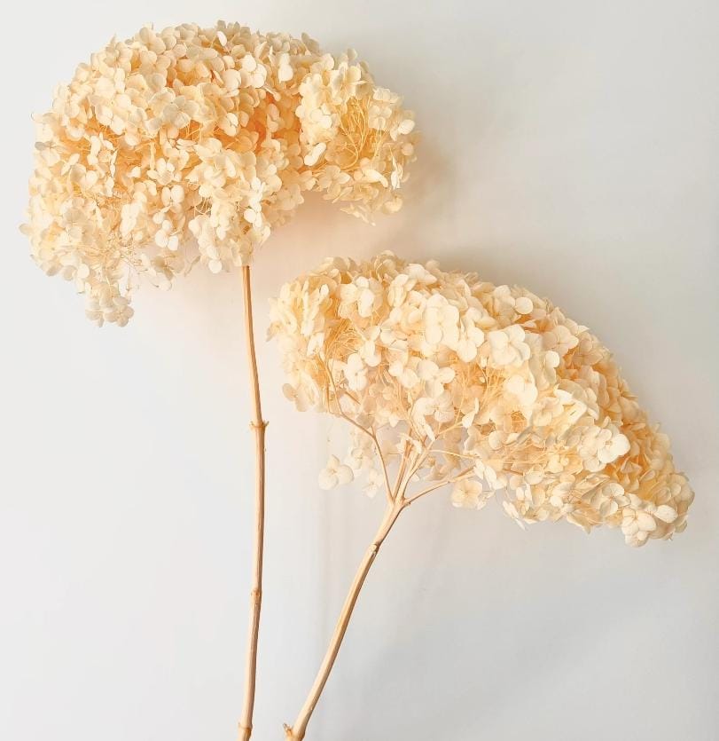 WhatsApp Image 2025-02-06 at 1.51.56 PM (2)