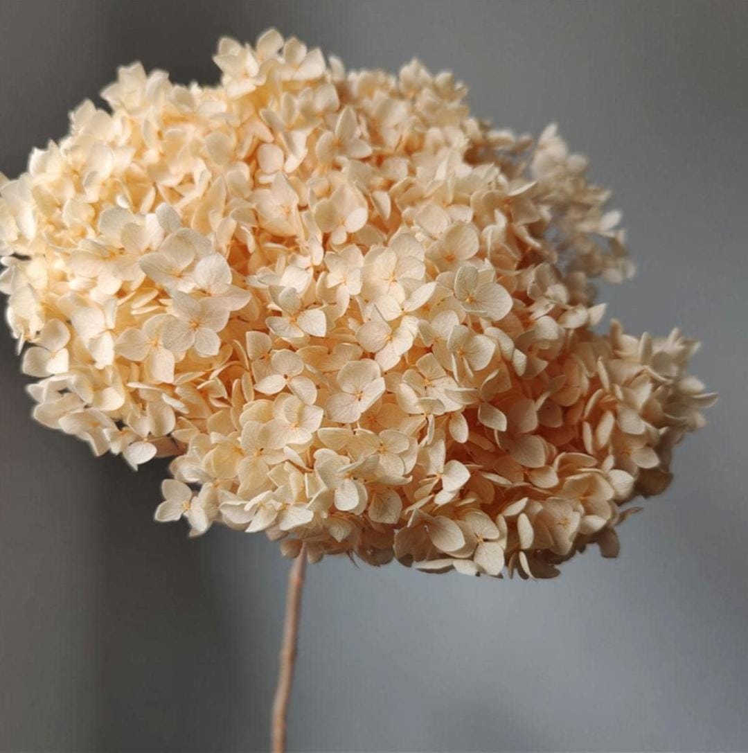 WhatsApp Image 2025-02-06 at 1.51.56 PM