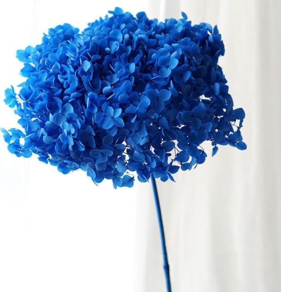 WhatsApp Image 2025-02-06 at 3.28.31 PM