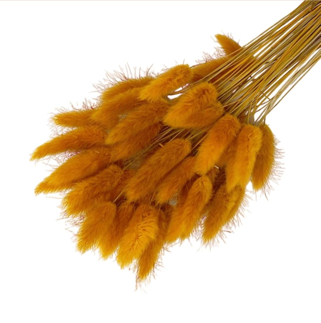 WhatsApp Image 2025-10-27 at 1.36.02 PM