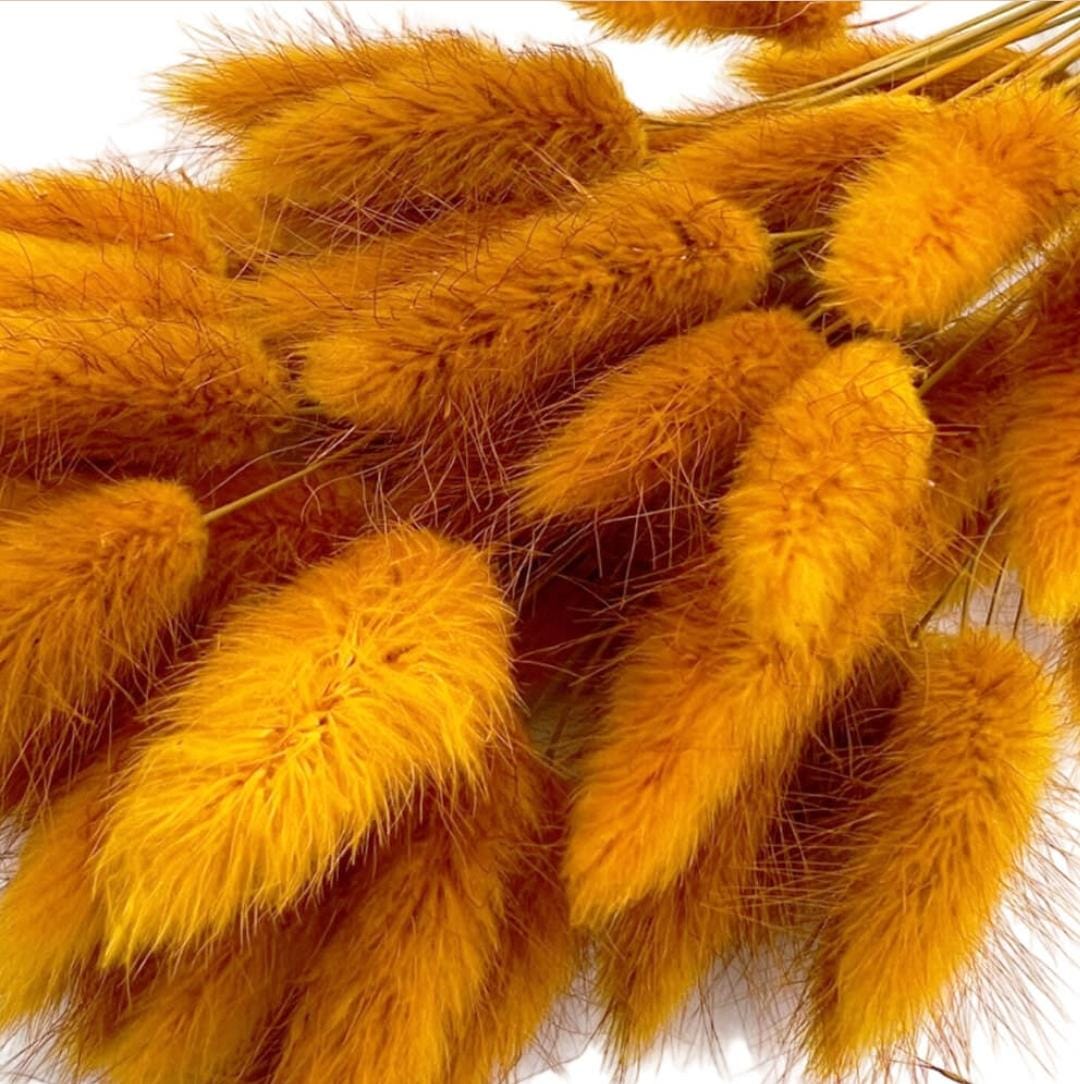 WhatsApp Image 2025-10-27 at 1.36.03 PM (1)