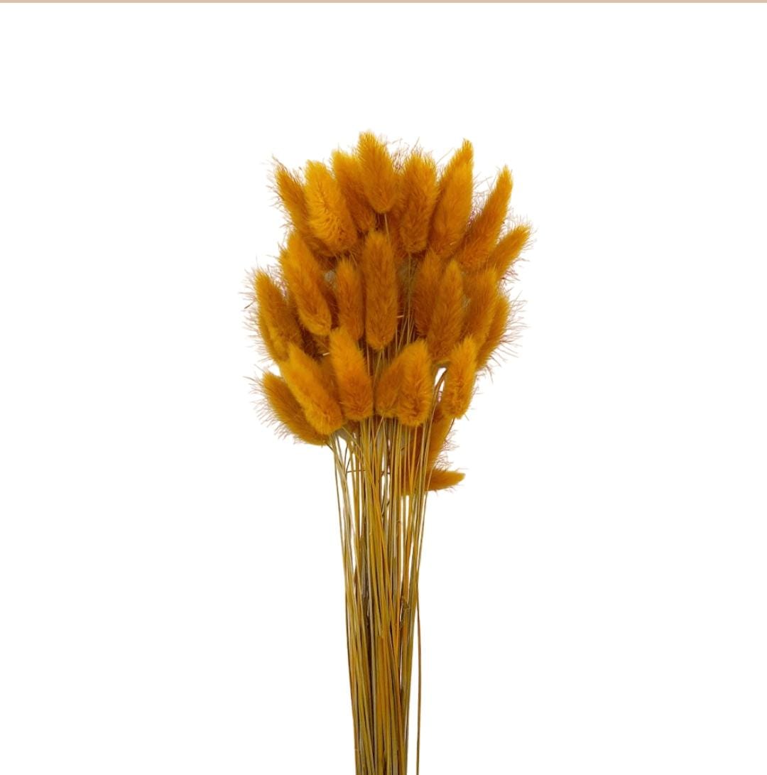 WhatsApp Image 2025-10-27 at 1.36.03 PM