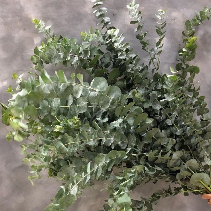 WhatsAppImage2025-01-16at12.58.29PM_1