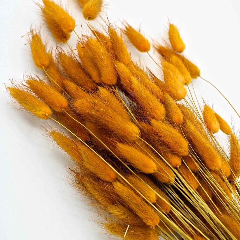 bakewareind-bunny-tail-natural-dried-flower-preserved-golden-sunny-695997