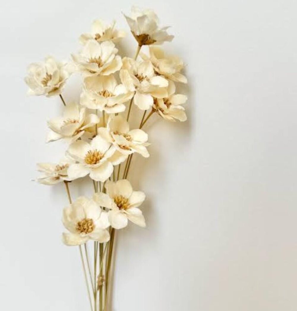 Dried Jasmine Flower Preserved- White, 10 pc/ bag