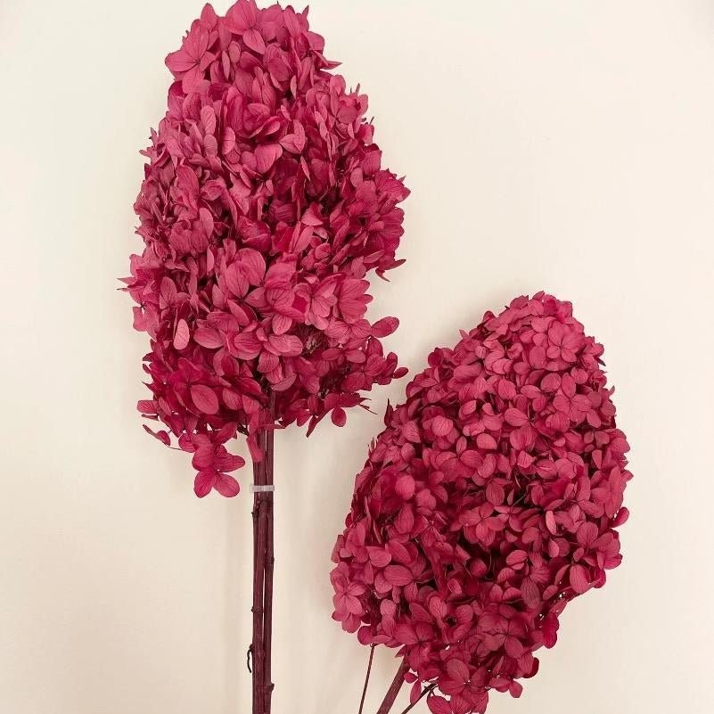 bakewareind-dried-cone-hydrangeas-leaves-preserved-burgundy-5043744