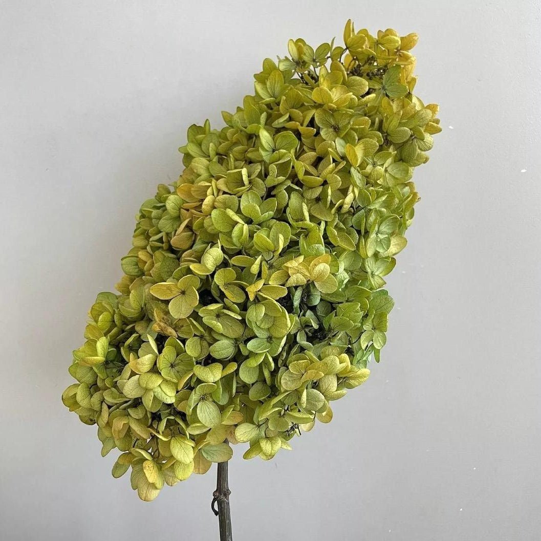 bakewareind-dried-cone-hydrangeas-leaves-preserved-natural-green-2869856