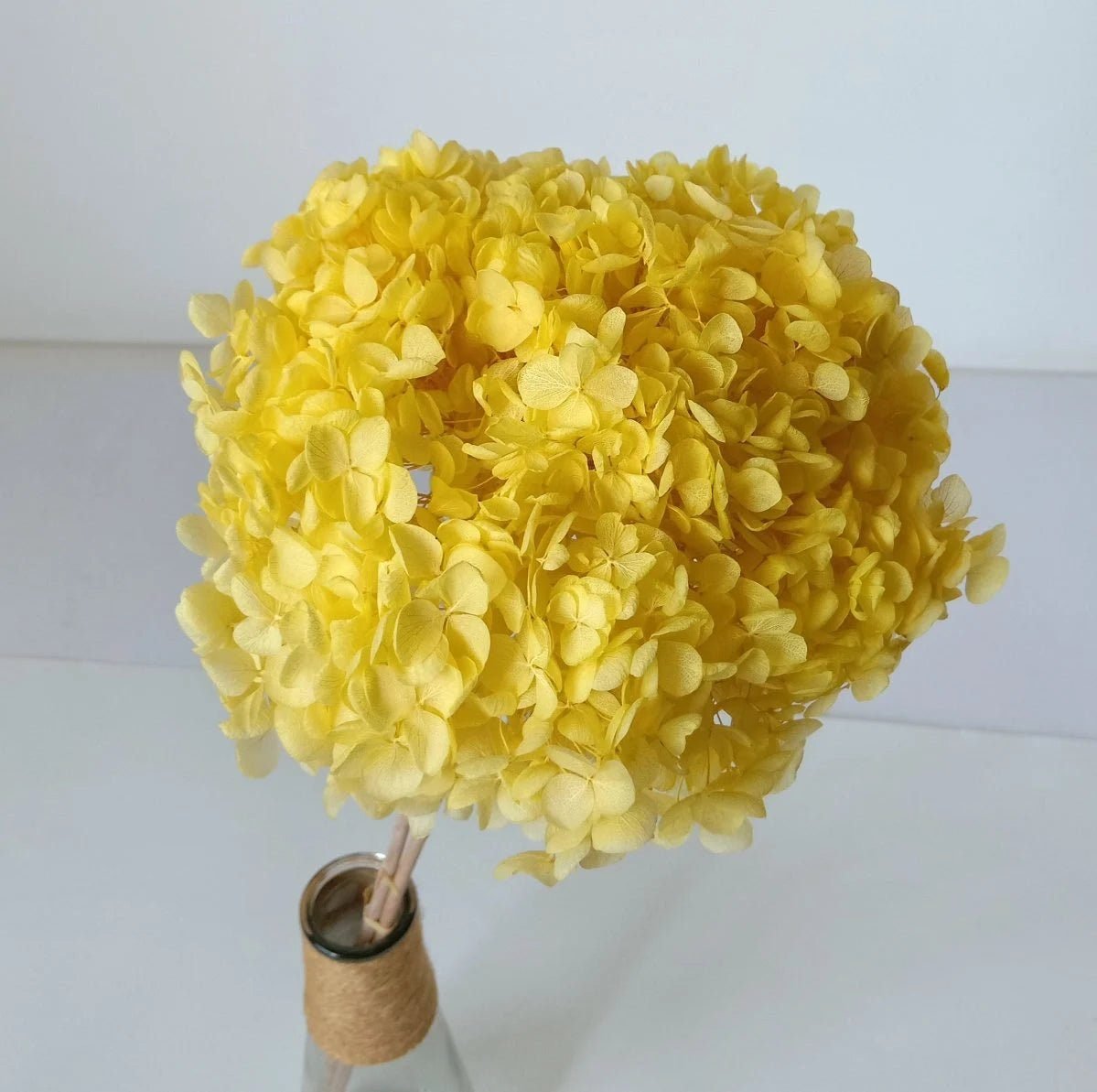 bakewareind-dried-hydrangeas-leaves-preserved-golden-yellow-6309929