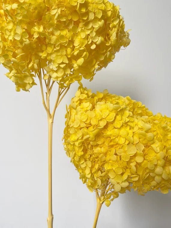 bakewareind-dried-hydrangeas-leaves-preserved-golden-yellow-8805953