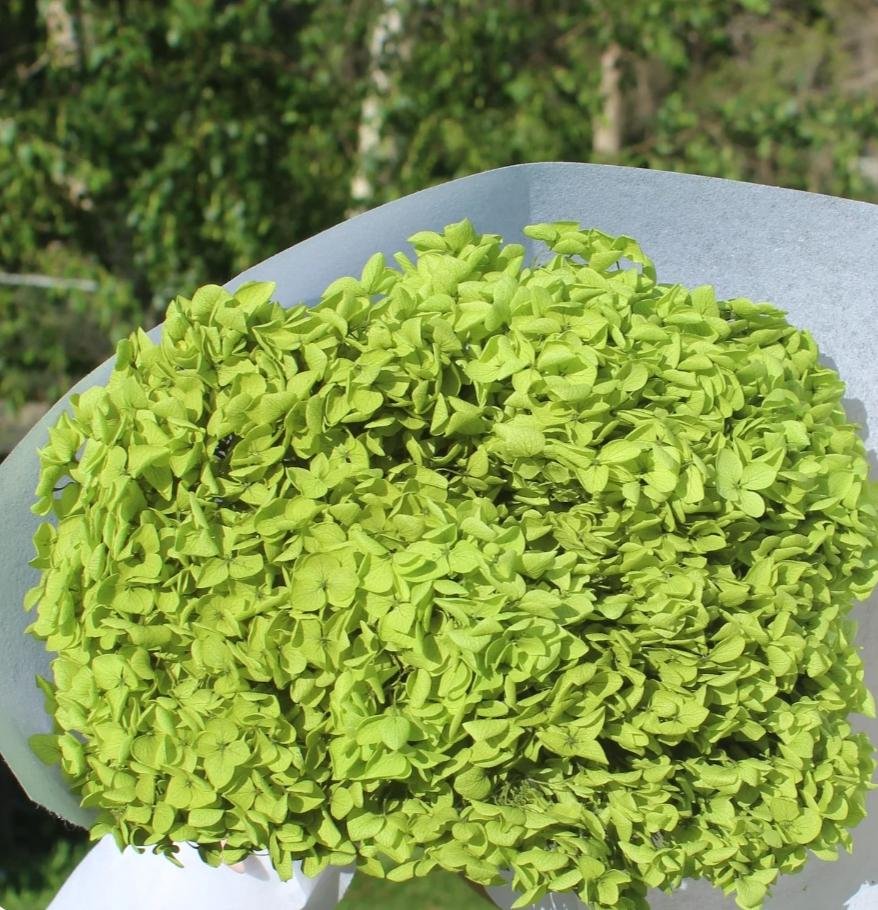 bakewareind-dried-hydrangeas-leaves-preserved-green-7074682