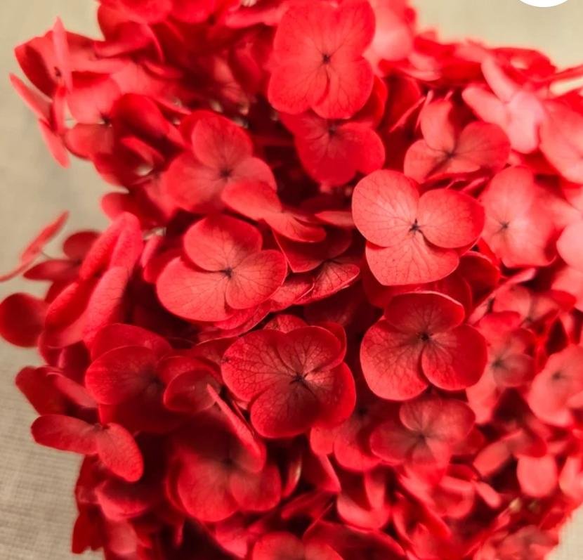 bakewareind-dried-hydrangeas-leaves-preserved-red-3595664