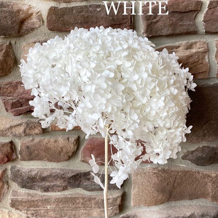 bakewareind-dried-hydrangeas-leaves-preserved-white-1957817