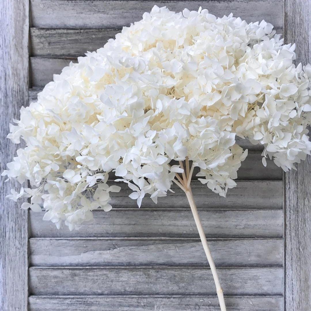 bakewareind-dried-hydrangeas-leaves-preserved-white-5008803