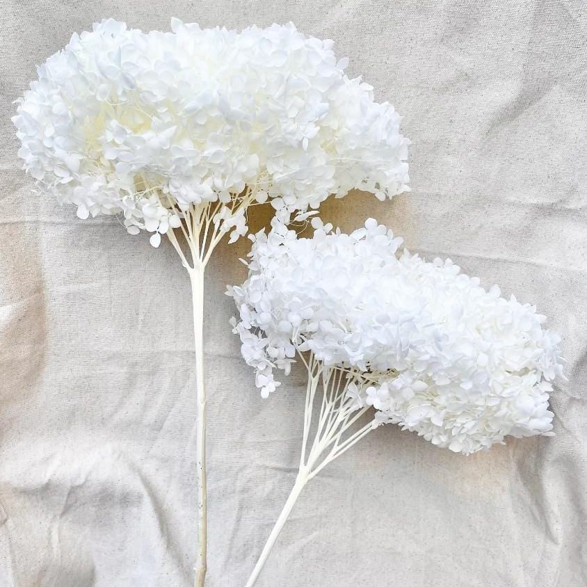 bakewareind-dried-hydrangeas-leaves-preserved-white-8799336