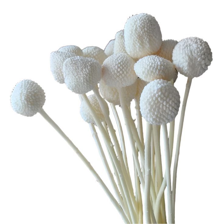 WhatsAppImage2025-01-16at12.58.11PM (1)