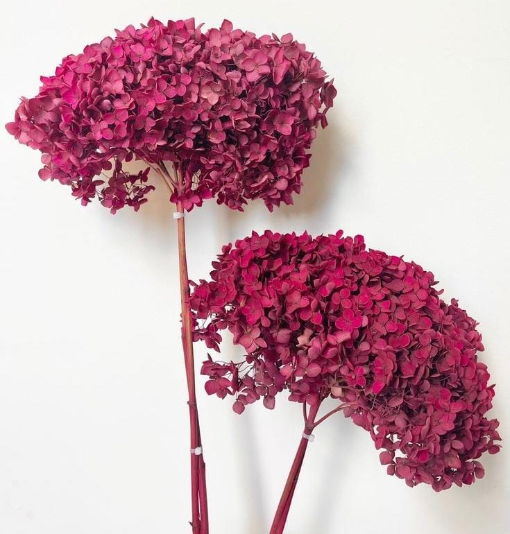 WhatsAppImage2025-01-16at12.58.15PM_1