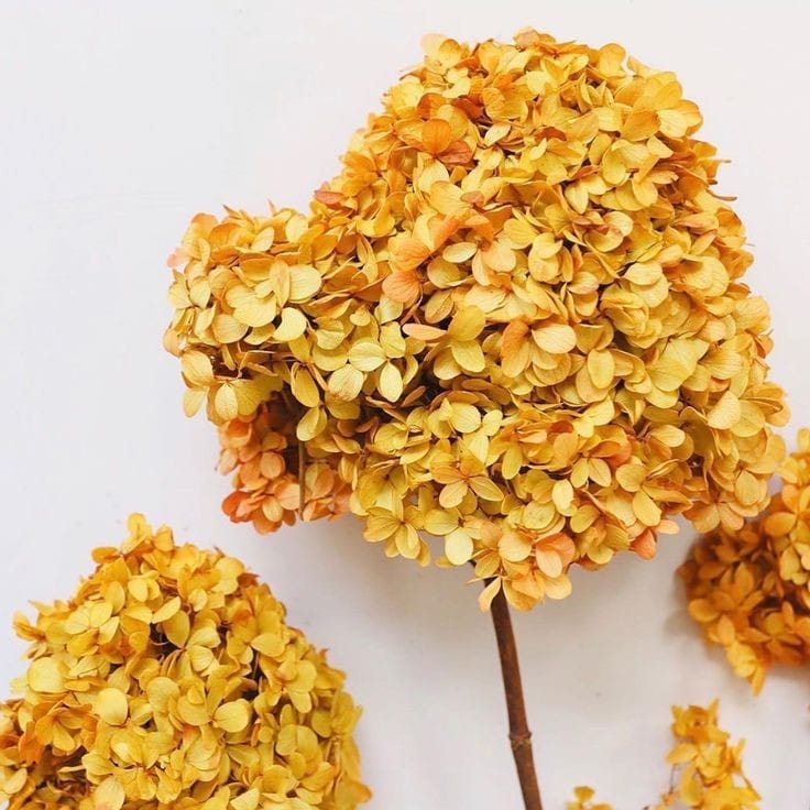 WhatsAppImage2025-01-16at12.58.16PM