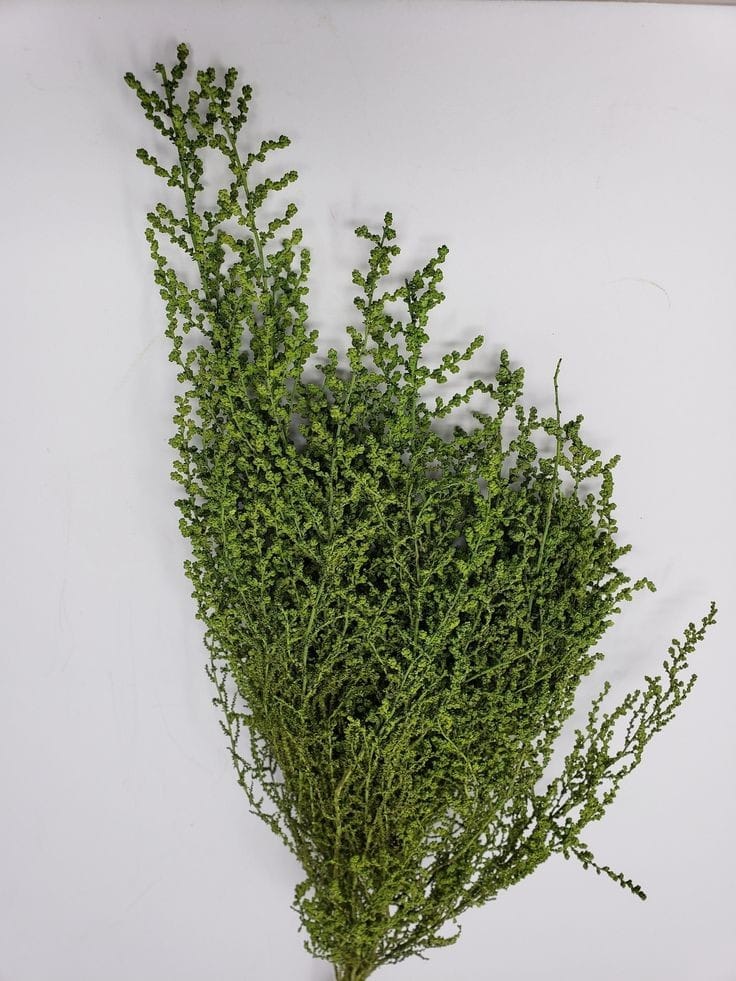 WhatsApp_Image_2025-01-16_at_12.58.25_PM