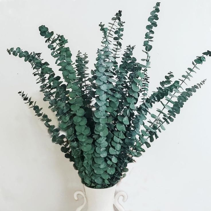 bakewareind-dried-eucalyptus-leaves-preserved-639881