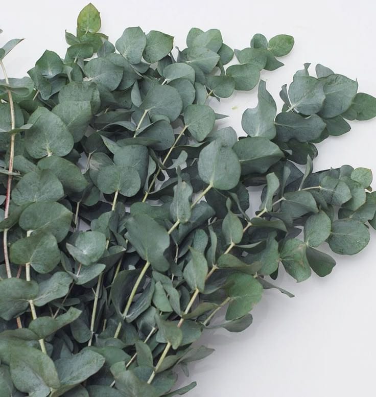 bakewareind-dried-eucalyptus-leaves-preserved-7783285