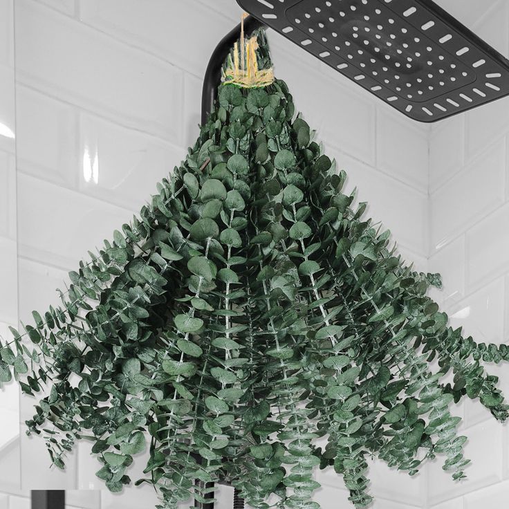 bakewareind-dried-eucalyptus-leaves-preserved-9189509