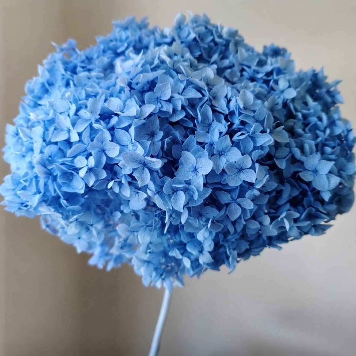 bakewareind-dried-hydrangeas-leaves-preserved-blue-1978296
