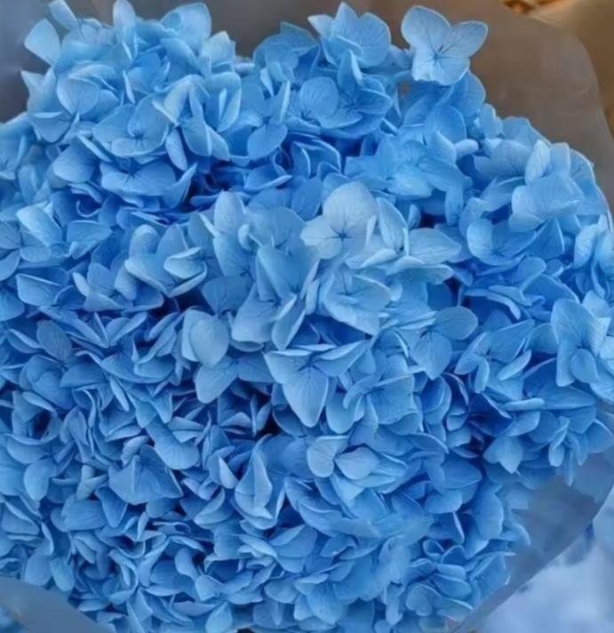 bakewareind-dried-hydrangeas-leaves-preserved-blue-2036446