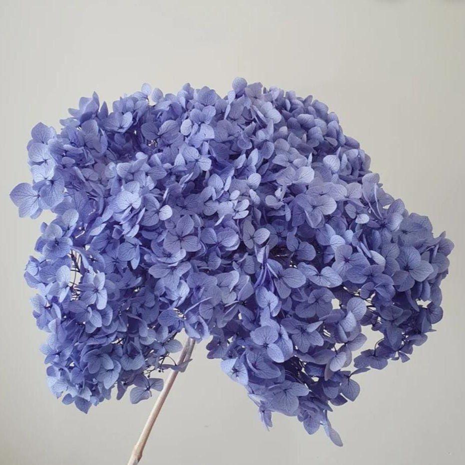 bakewareind-dried-hydrangeas-leaves-preserved-lavender-6582555
