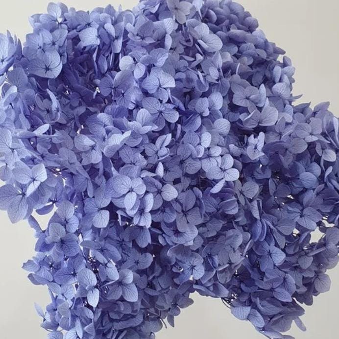 bakewareind-dried-hydrangeas-leaves-preserved-lavender-7412318