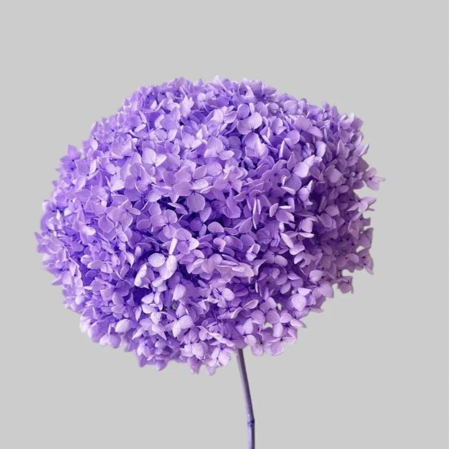 bakewareind-dried-hydrangeas-leaves-preserved-lilac-4198627