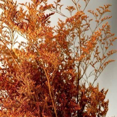 bakewareind-dried-limonium-grass-orange-4638505
