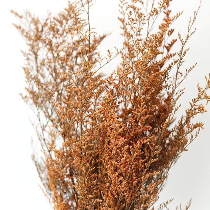 bakewareind-dried-limonium-grass-orange-4736813