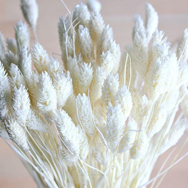 bakewareind-dried-phalaris-italian-grass-white-4746849