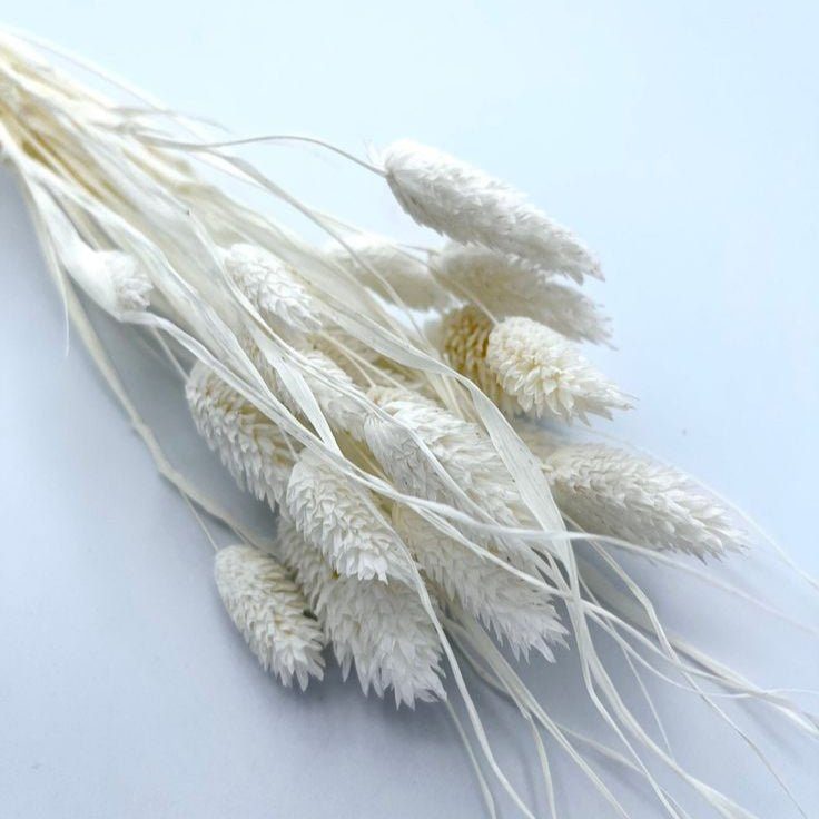 bakewareind-dried-phalaris-italian-grass-white-7189078