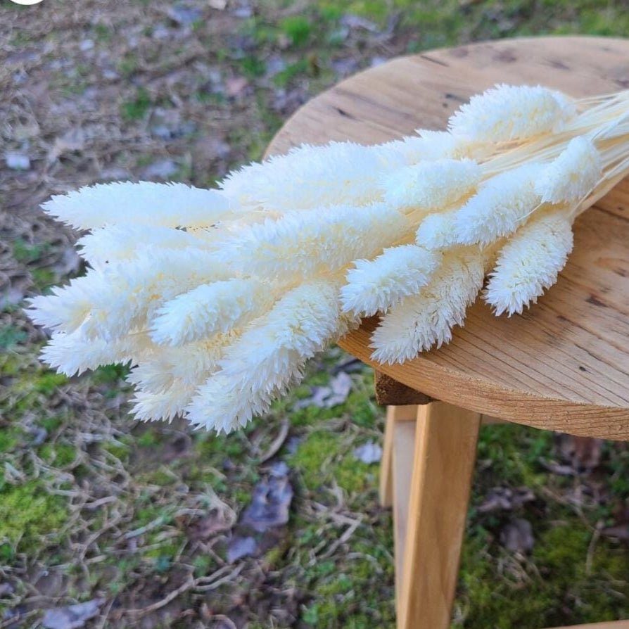 bakewareind-dried-phalaris-italian-grass-white-7633540