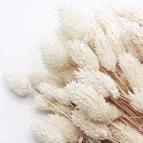 bakewareind-dried-phalaris-italian-grass-white-8777281
