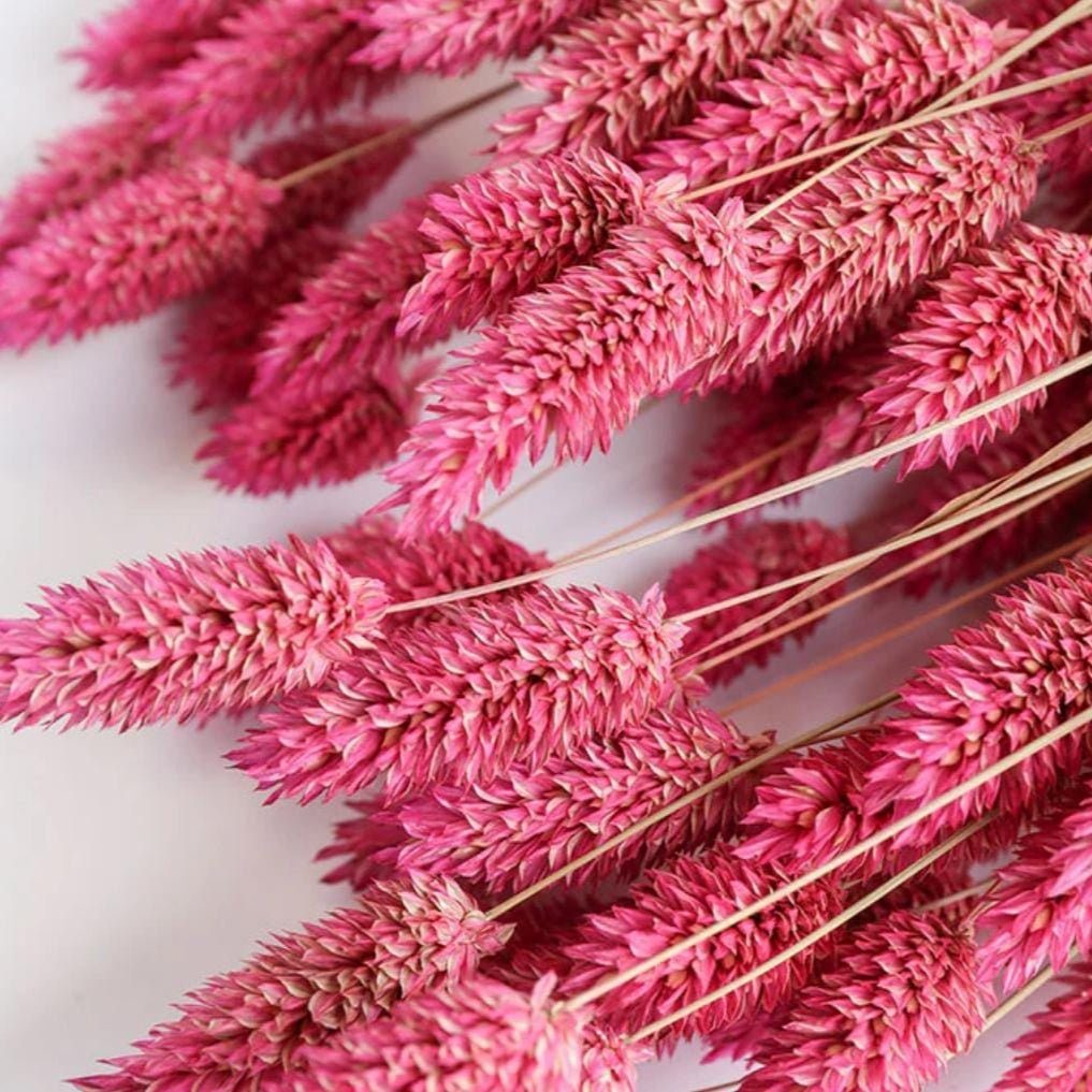 bakewareind-dried-phalaris-pink-italian-grass-dark-pink-9065913
