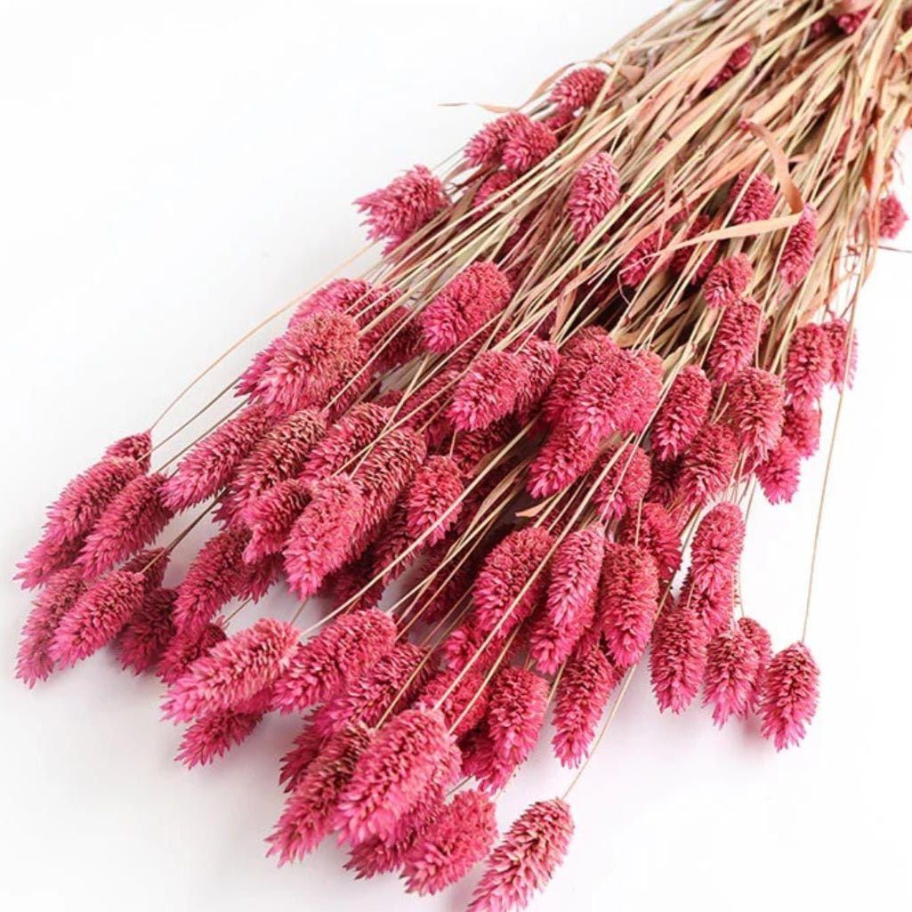 bakewareind-dried-phalaris-pink-italian-grass-dark-pink-9672677