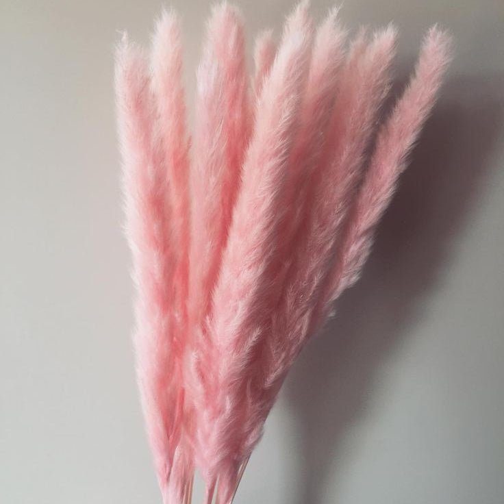 bakewareind-dried-reed-pampass-grass-pink-3172493