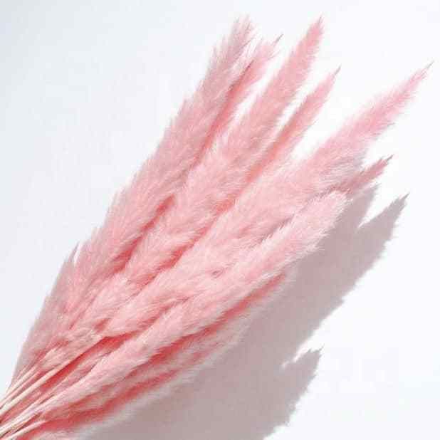 bakewareind-dried-reed-pampass-grass-pink-7580863