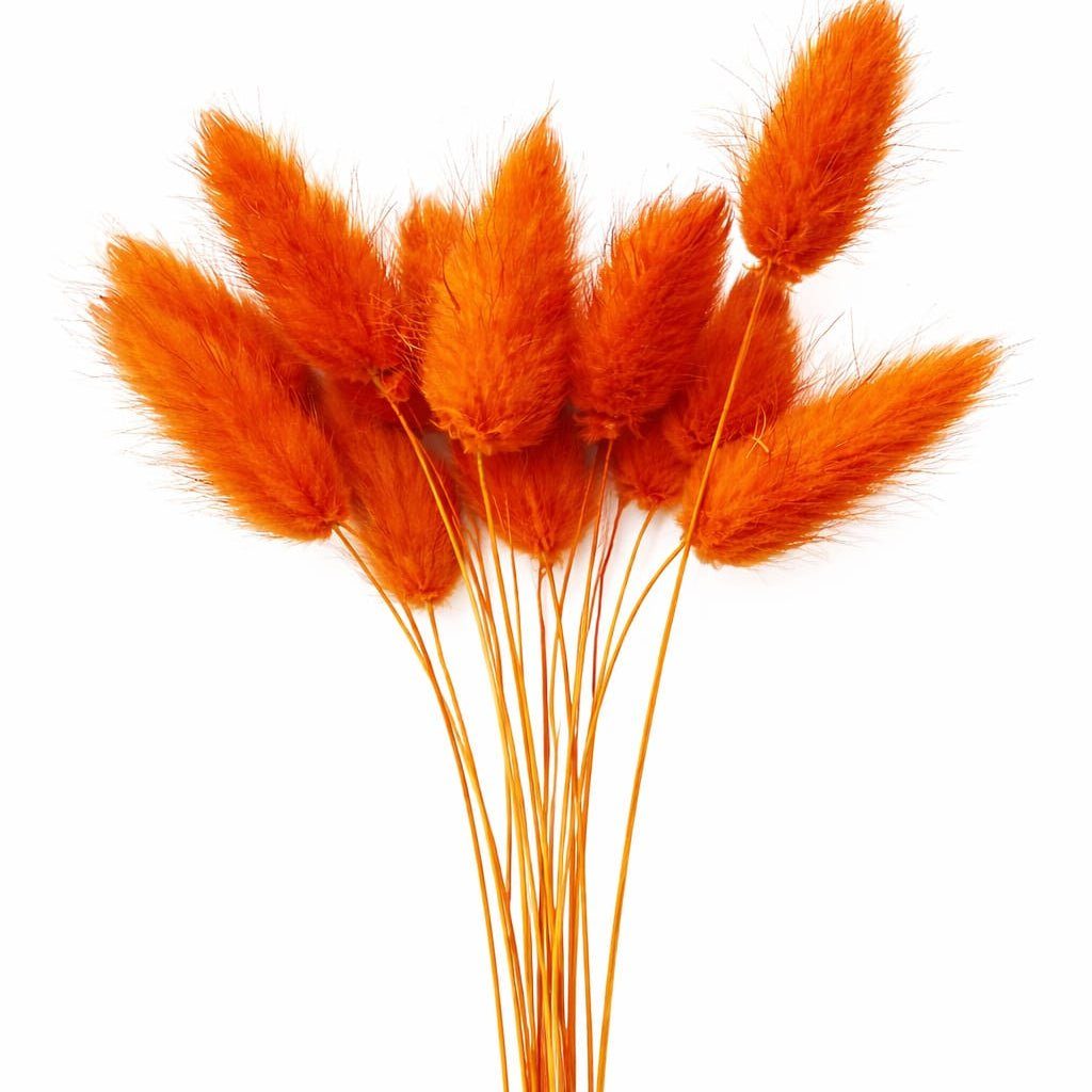 bakewareind-bunny-tails-natural-dried-flower-pack-select-color-8243656
