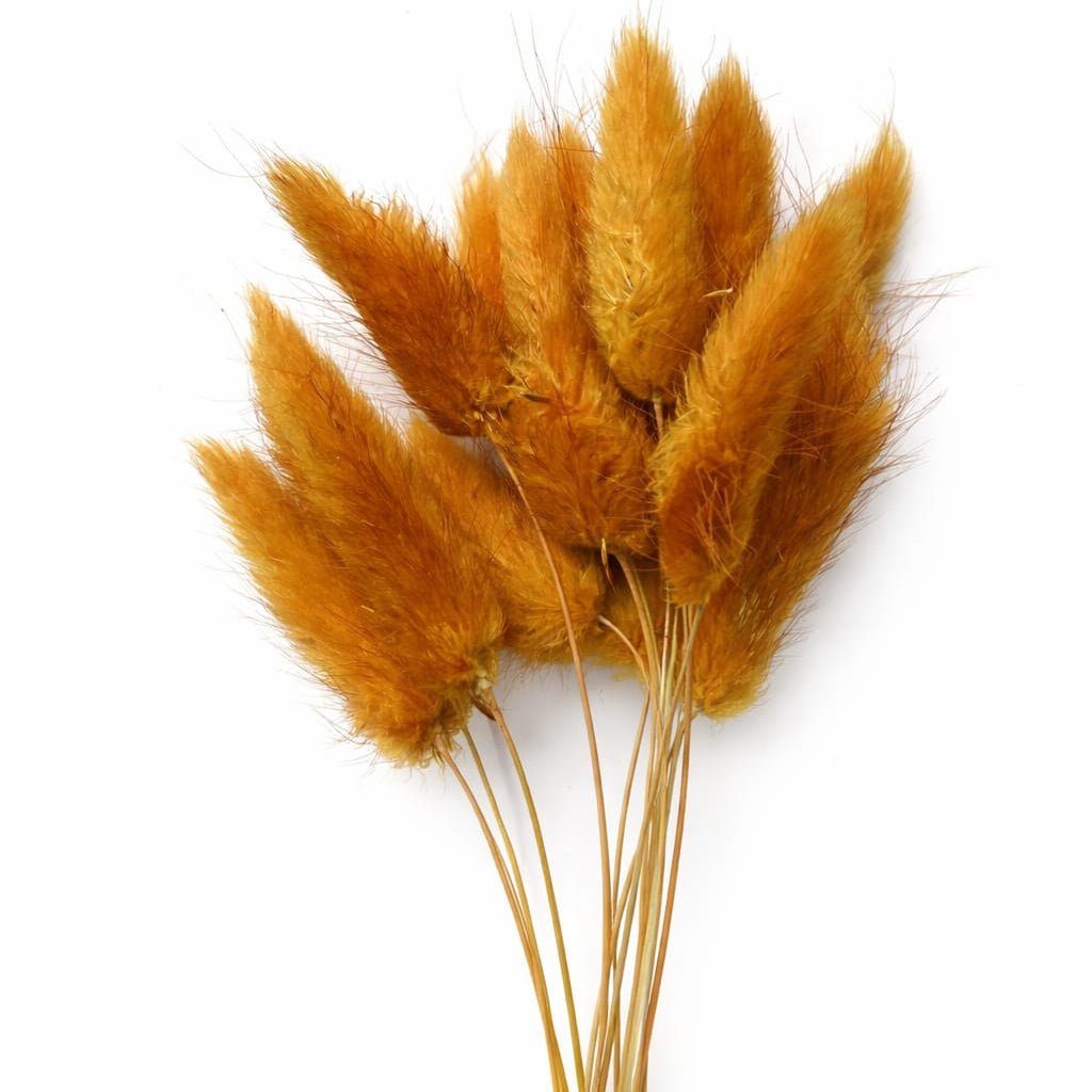 bakewareind-bunny-tails-natural-dried-flower-pack-select-color-8749308