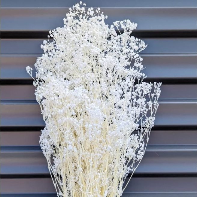bakewareind-baby-breath-gysophilia-dried-flower-white-2859402