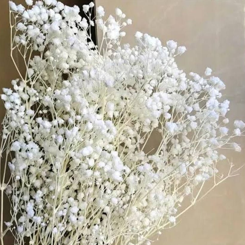 bakewareind-baby-breath-gysophilia-dried-flower-white-6146858